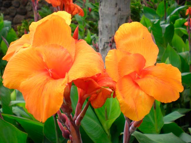 In the upper floor of Kahului Airport there is a beautiful garden.